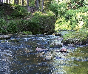 Las, Trawa, Woda, Kamienie