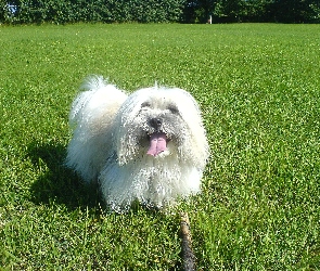 Coton de Tulear, Łąka, Piesek