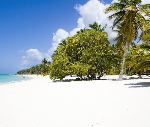 Plaża, Dominikana, Piasek, Morze, Biały