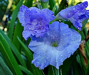 Kwiat, Mieczyk, Niebieski