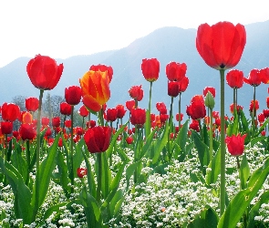 Czerwone, Góry, Białe, Kwiatki, Tulipany