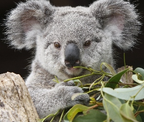 Miś, Liście, Koala