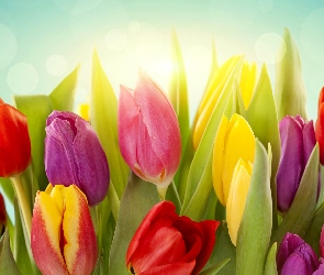 Kolorowe, Tulipany