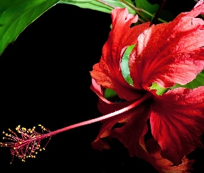 Hibiscus