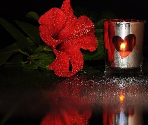 Hibiskus, Kwiat, Świeca, Serduszko