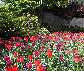 Ogród, Tulipany