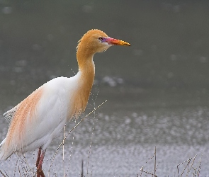 Złotawa, Jezioro, Czapla