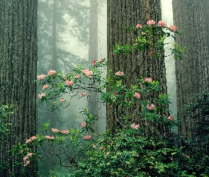 Pnie, Drzew, Różanecznik