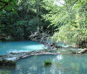 Rzeka, Drzewa
