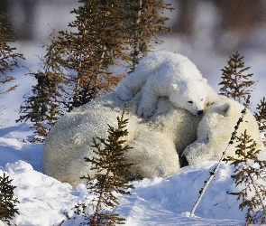 Niedźwiedzie, Polarne, Śnieg