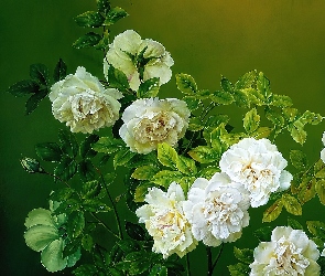 Krzew, Jose Escofet, Róż, Białych