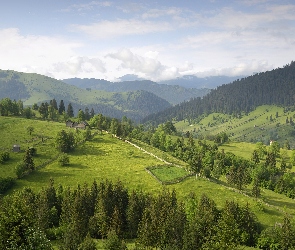 Lasy, Góry, Łąki