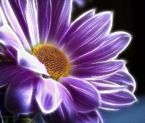 Fioletowa, Fractalius, Margaretka