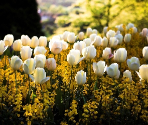 Białe, Tulipany, Kwiaty