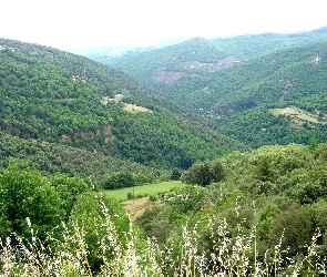 Pasmo, Zieleń, Drzewa, Górskie, Francja