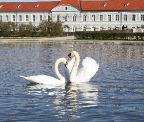 Para, Łabędzi, Staw