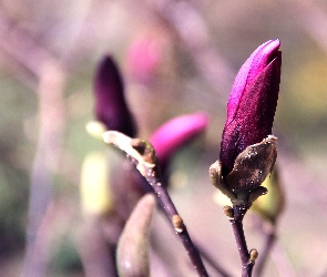 Fioletowa, Magnolia