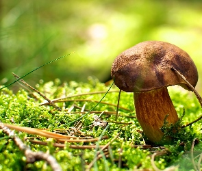 Runo, Leśne, Podgrzybek