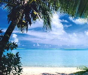 Bora Bora, Wyspa, Morze, Palma