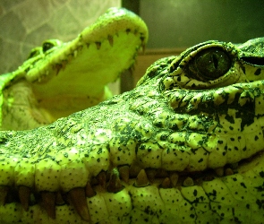 Aligator, Zielony