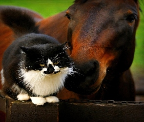 Przyjaciel, Koń, Kot
