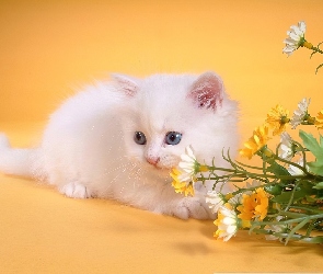 Mały, Kwiaty, Kotek, Biały