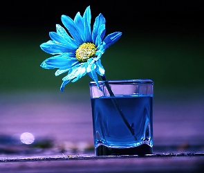 Woda, Szklanka, Niebieski, Kwiatek