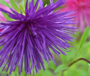 Niebieski, Aster