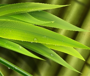 Bambus, Wody, Krople, Liście