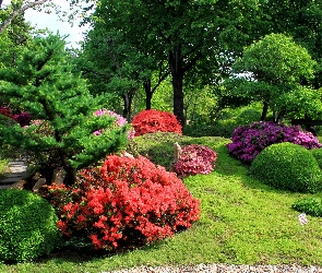 Ogród, Drzewa, Kwitnące, Krzewy, Piękne