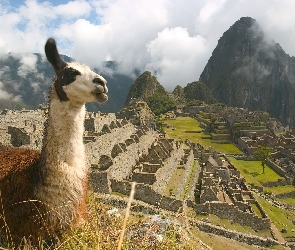 Machu Picchu, Chmury, Lama