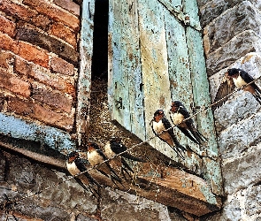 Szopa, Drzwi, Jaskółki