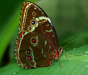 Motyl, Rosa, Liść