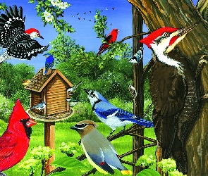 Karmnik, Kardynał, Ptaki, Dzięcioł