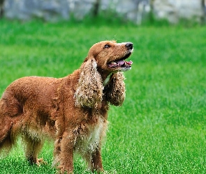 Spaniel, Trawa