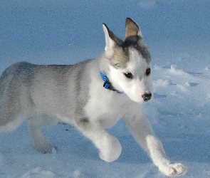 Piesek, Siberian Husky, Śnieg, Szczeniak