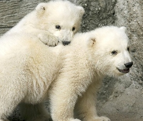 Misie, Polarne, Dwa