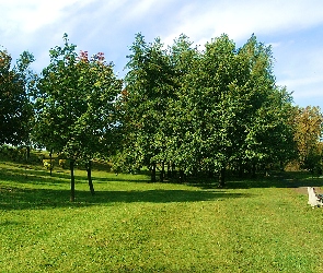 Drzewa, Sosnowiec, Ławka, Trawa, Park