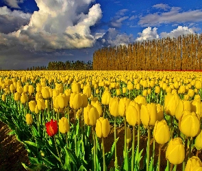 Żółtych, Tulipanów, Pola