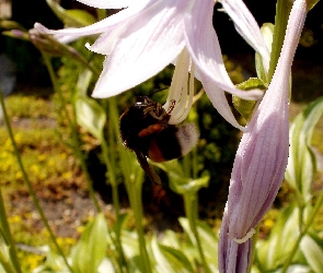 Kwiat, Pszczoła