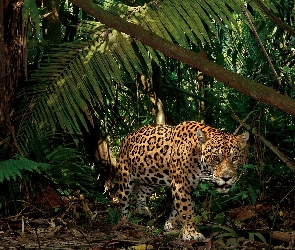 Dżungla, Jaguar