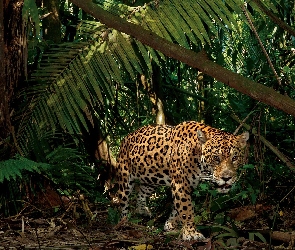 Jaguar, Dżungla