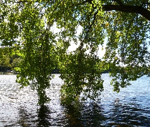 Jezioro, Gałęzie