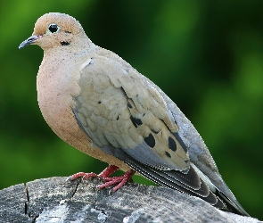Gołąb, Pień