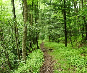 Ścieżka, Zieleń, Las, Piękna