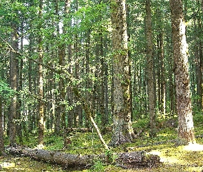 Las, Kłody