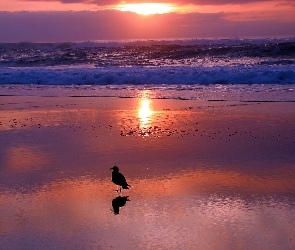 Morze, Ptaszek, Zachód Słońca