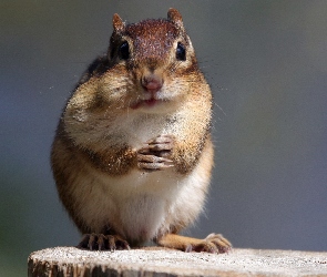 Chipmunk, Pniak