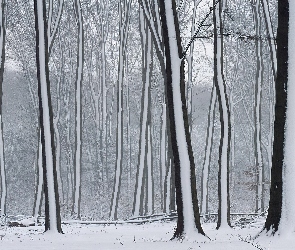 Pasy, Śnieżne, Las, Drzewa