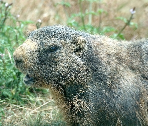 Świstak, Zieleń